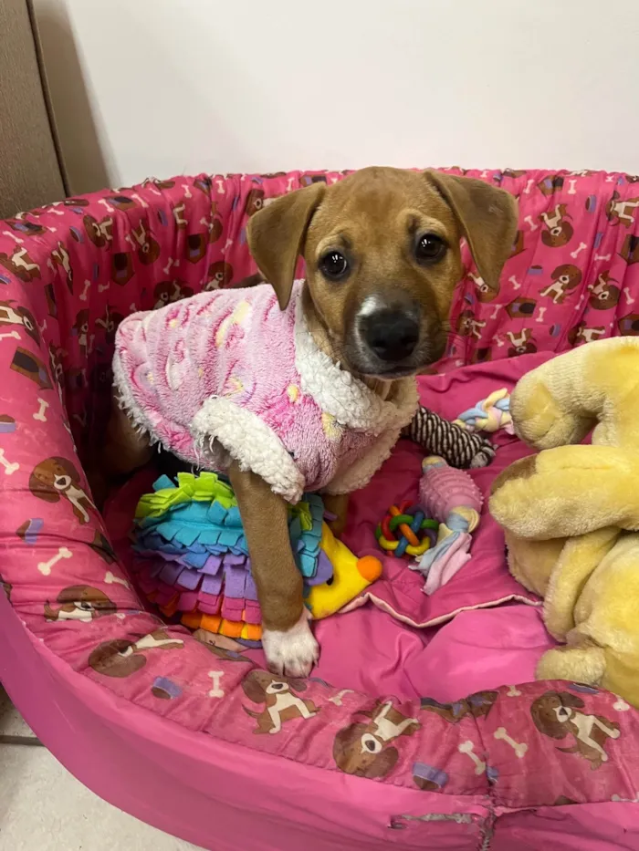 Cachorro ra a SRD-ViraLata idade 2 a 6 meses nome Amy