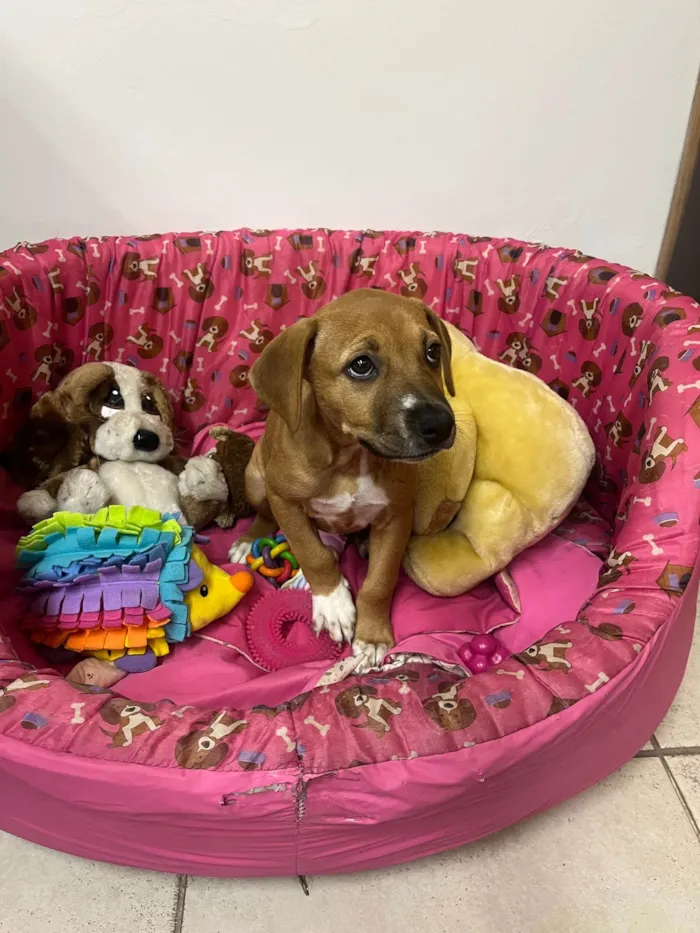 Cachorro ra a SRD-ViraLata idade 2 a 6 meses nome Amy
