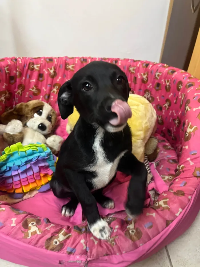 Cachorro ra a SRD-ViraLata idade 2 a 6 meses nome Bell