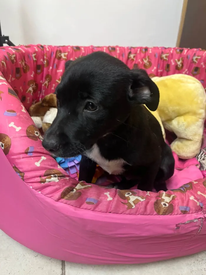 Cachorro ra a SRD-ViraLata idade 2 a 6 meses nome Bell
