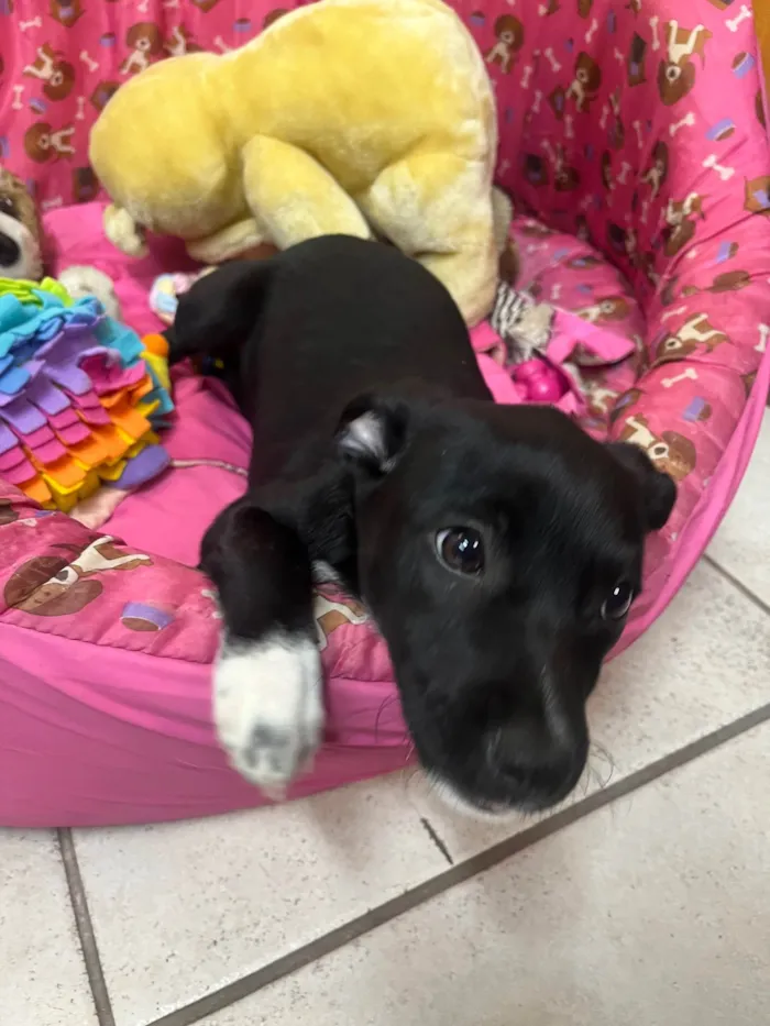 Cachorro ra a SRD-ViraLata idade 2 a 6 meses nome Bell