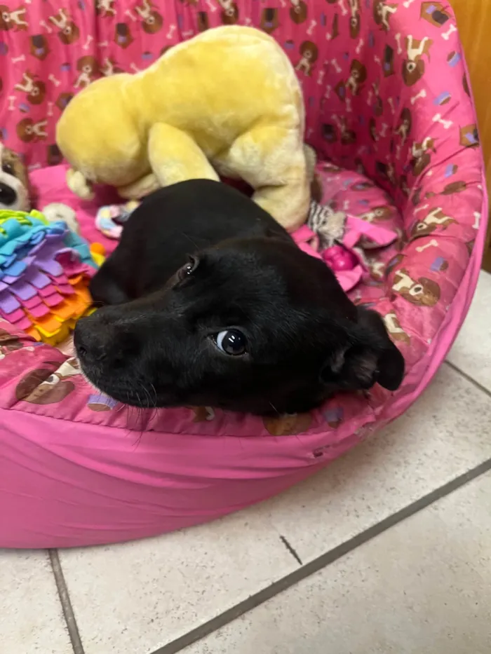 Cachorro ra a SRD-ViraLata idade 2 a 6 meses nome Bell
