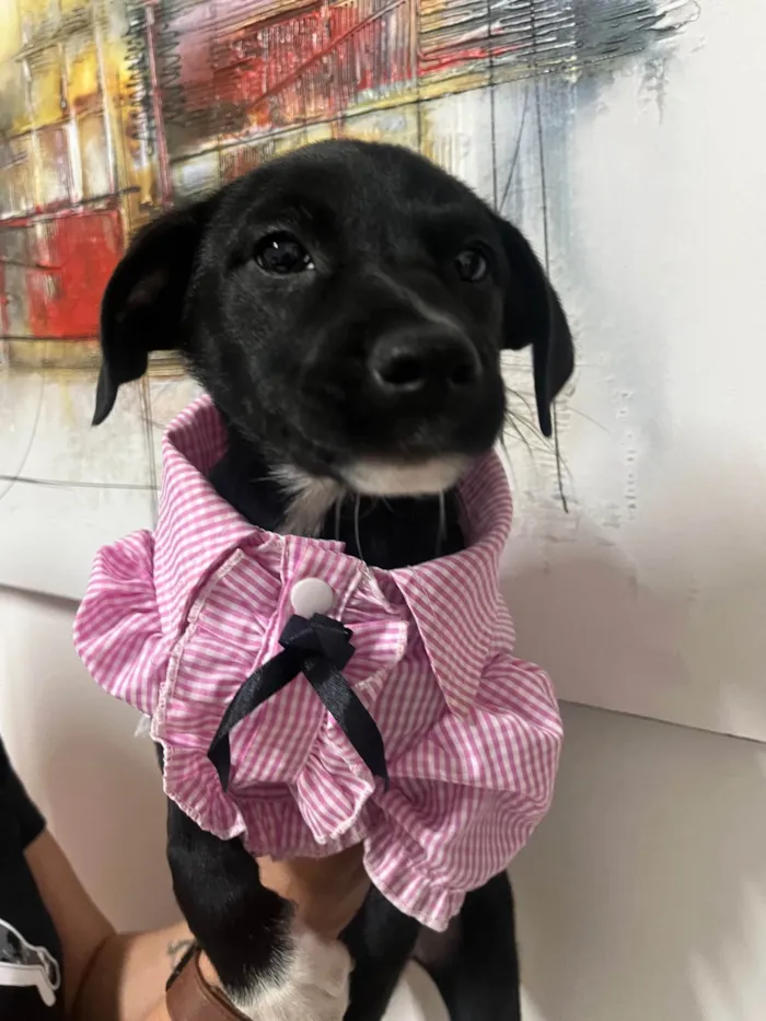 Cachorro ra a SRD-ViraLata idade 2 a 6 meses nome Bell