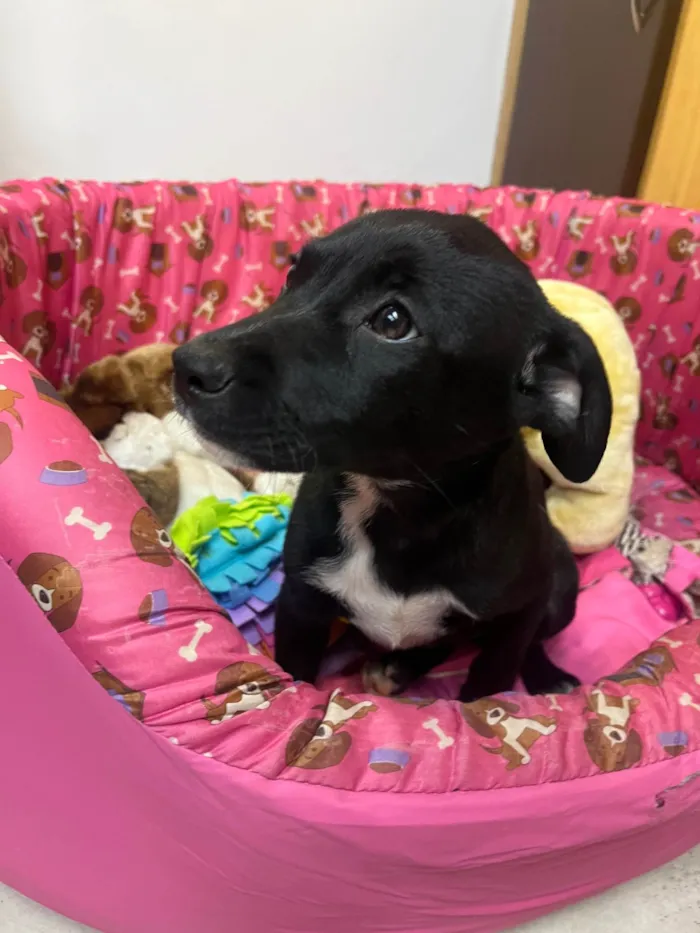 Cachorro ra a SRD-ViraLata idade 2 a 6 meses nome Bell