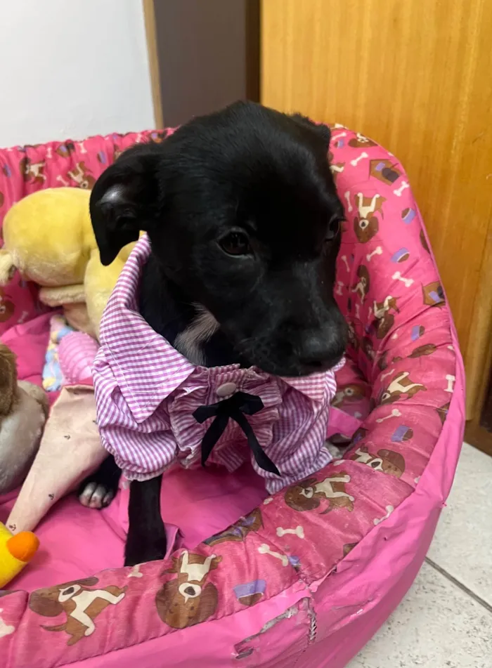 Cachorro ra a SRD-ViraLata idade 2 a 6 meses nome Bell