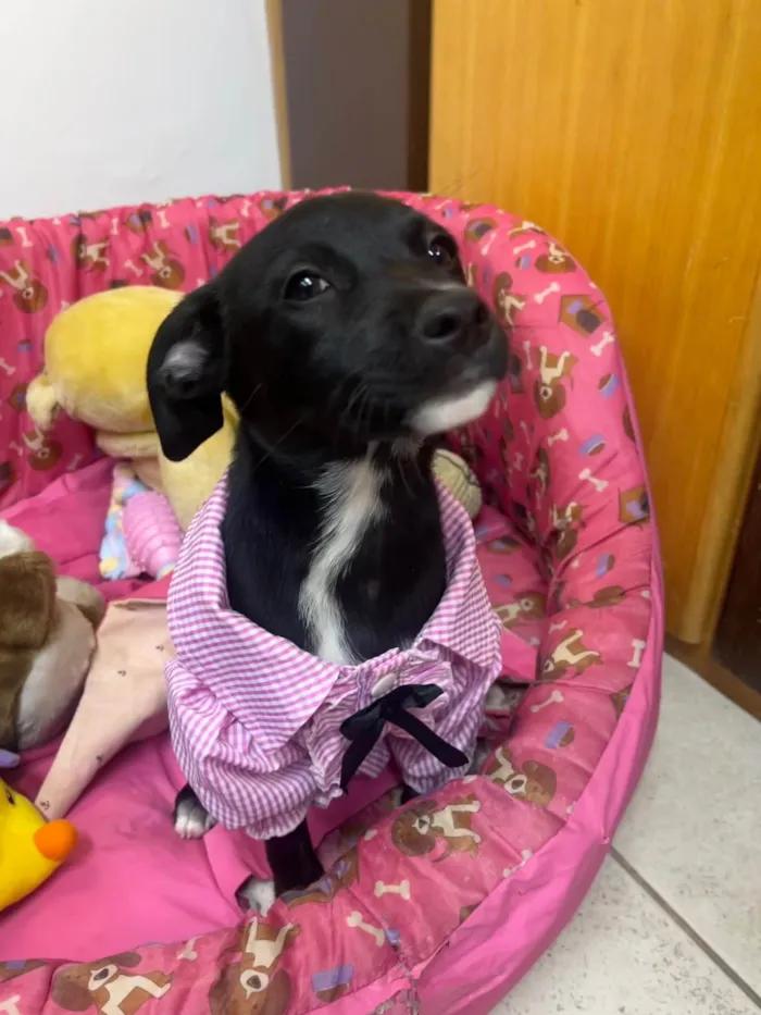 Cachorro ra a SRD-ViraLata idade 2 a 6 meses nome Bell