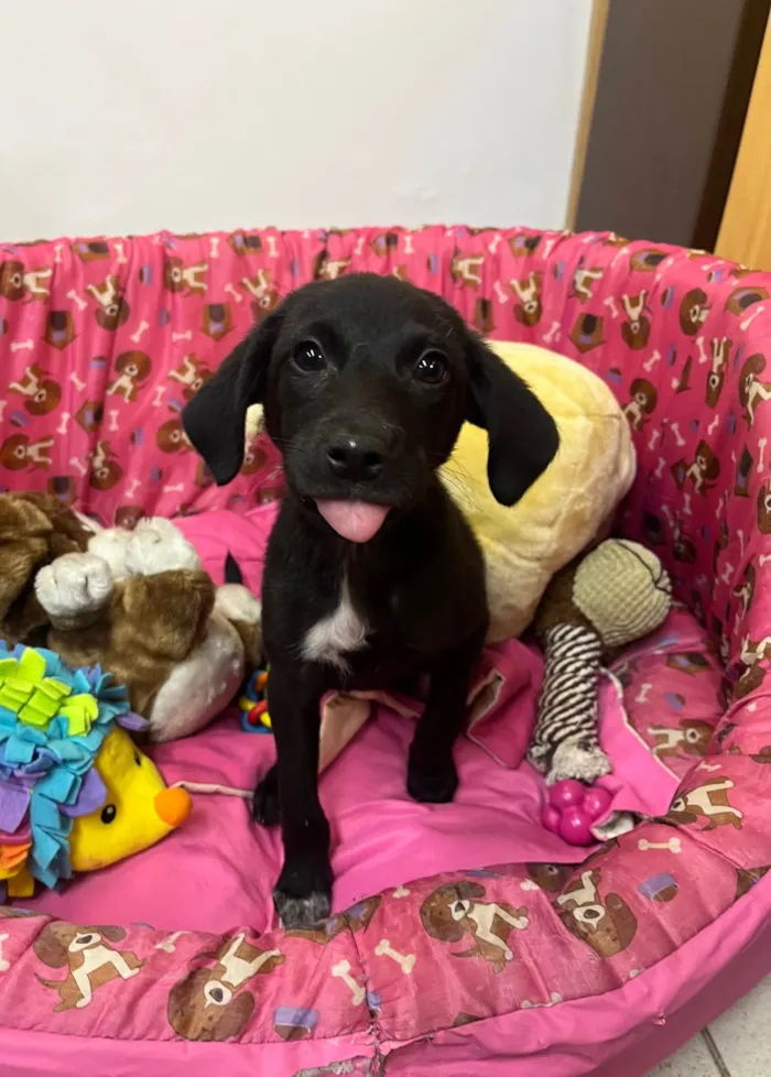 Cachorro ra a SRD-ViraLata idade 2 a 6 meses nome Bell