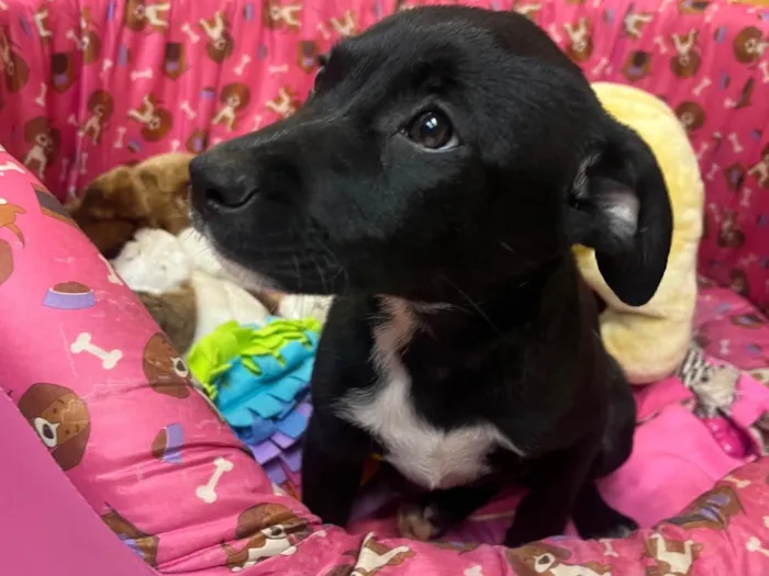 Cachorro ra a SRD-ViraLata idade 2 a 6 meses nome Bell
