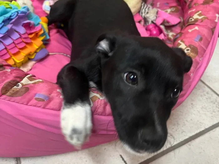Cachorro ra a SRD-ViraLata idade 2 a 6 meses nome Bell