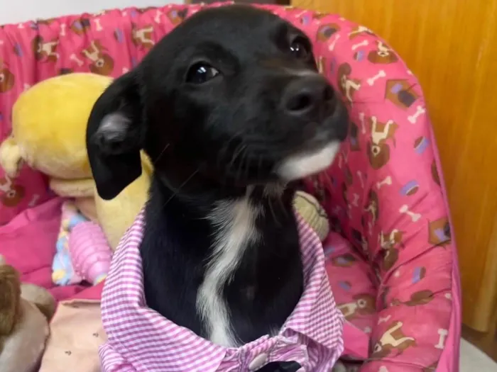 Cachorro ra a SRD-ViraLata idade 2 a 6 meses nome Bell