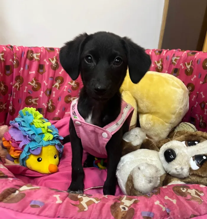 Cachorro ra a SRD-ViraLata idade 2 a 6 meses nome Maya