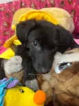 Maya