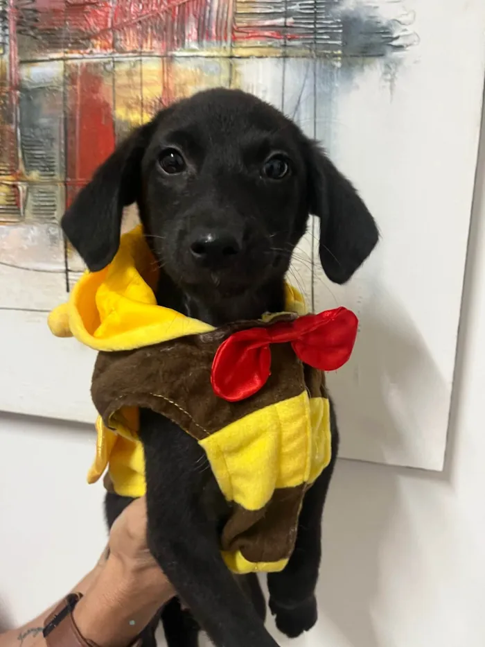 Cachorro ra a SRD-ViraLata idade 2 a 6 meses nome Maya