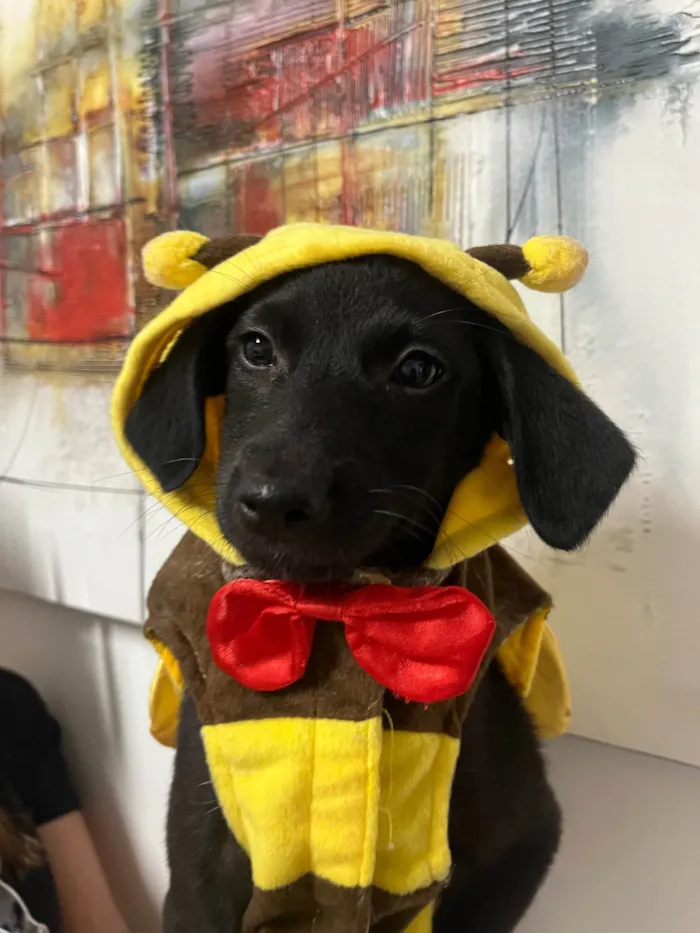 Cachorro ra a SRD-ViraLata idade 2 a 6 meses nome Maya