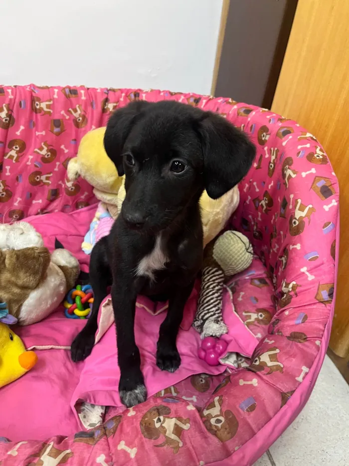 Cachorro ra a SRD-ViraLata idade 2 a 6 meses nome Maya