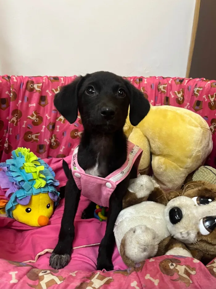 Cachorro ra a SRD-ViraLata idade 2 a 6 meses nome Maya