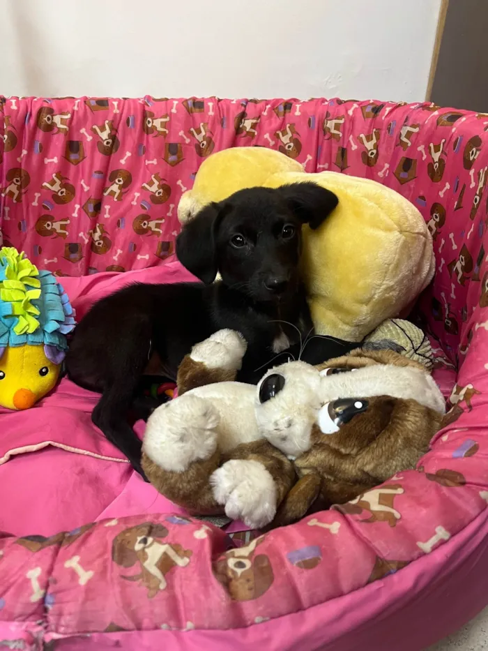 Cachorro ra a SRD-ViraLata idade 2 a 6 meses nome Maya