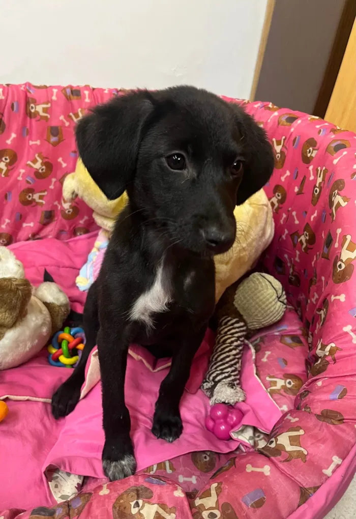 Cachorro ra a SRD-ViraLata idade 2 a 6 meses nome Maya