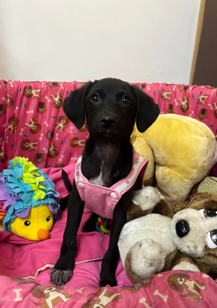 Cachorro ra a SRD-ViraLata idade 2 a 6 meses nome Maya
