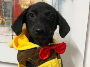 Cachorro raça SRD-ViraLata idade 2 a 6 meses nome Maya