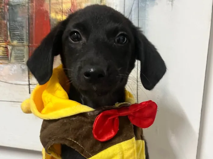 Cachorro ra a SRD-ViraLata idade 2 a 6 meses nome Maya
