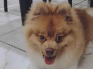 Cachorro raça Sptzz  alemão  idade 1 ano nome Luke