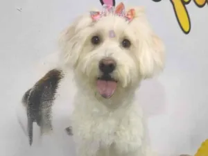 Cachorro raça Poodle idade 7 a 11 meses nome Rebeca 