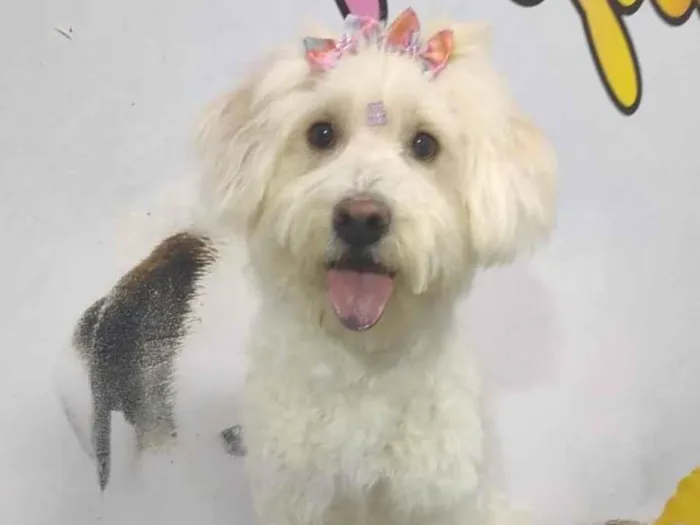 Cachorro ra a Poodle idade 7 a 11 meses nome Rebeca 