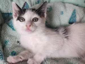 Gato raça SRD-ViraLata idade 2 a 6 meses nome Frajolinha 