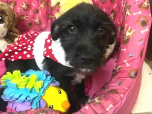 Cachorro raça SRD-ViraLata idade 2 a 6 meses nome Bell