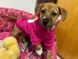 Cachorro raça SRD-ViraLata idade 2 a 6 meses nome Amy
