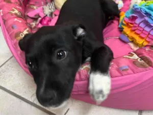Cachorro raça SRD-ViraLata idade 2 a 6 meses nome Bell