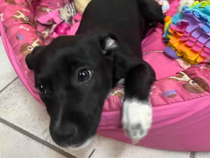 Cachorro ra a SRD-ViraLata idade 2 a 6 meses nome Bell