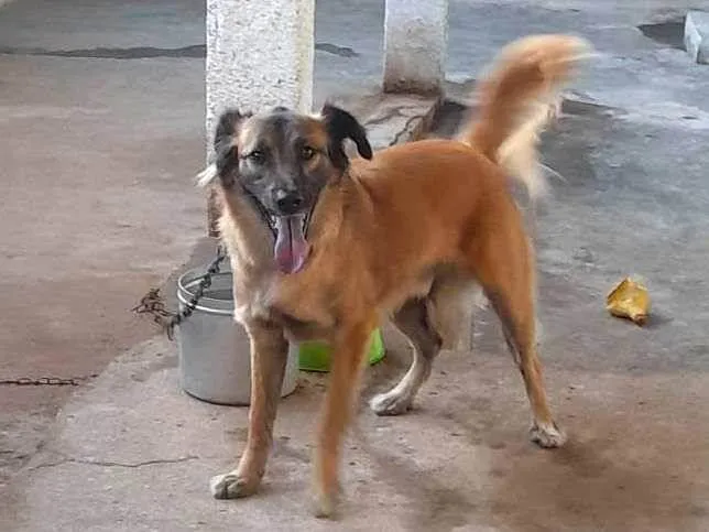 Cachorro ra a SRD-ViraLata idade 2 anos nome Thor