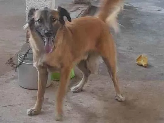 Cachorro ra a SRD-ViraLata idade 2 anos nome Thor