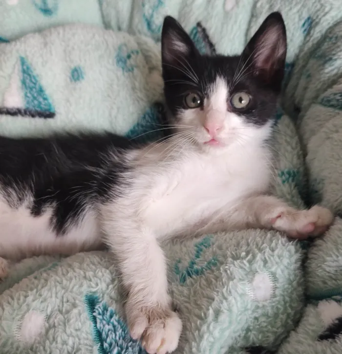 Gato ra a SRD-ViraLata idade 2 a 6 meses nome Frajolinha 