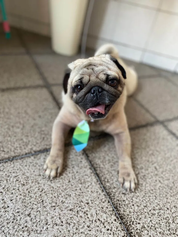 Cachorro ra a pug idade 4 anos nome Max