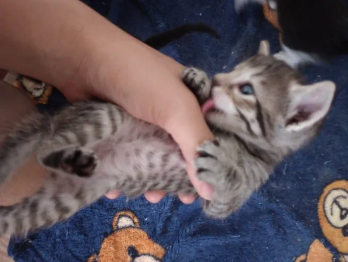 Gato ra a Vira lata  idade Abaixo de 2 meses nome Não possuem nomes 