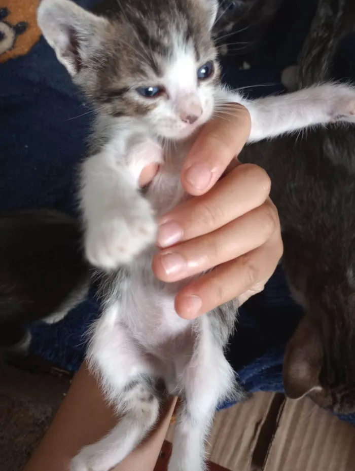 Gato ra a Vira lata  idade Abaixo de 2 meses nome Não possuem nomes 