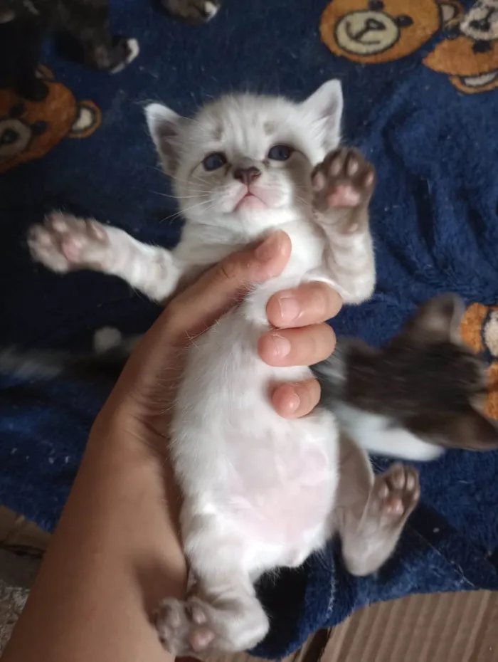 Gato ra a Vira lata  idade Abaixo de 2 meses nome Não possuem nomes 