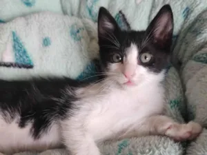 Gato raça SRD-ViraLata idade 2 a 6 meses nome Frajolinha 