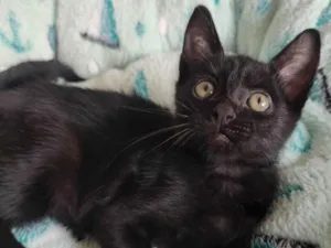 Gato raça SRD-ViraLata idade 2 a 6 meses nome Panterinha 