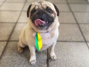 Cachorro raça pug idade 4 anos nome Max