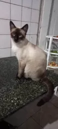 Menino