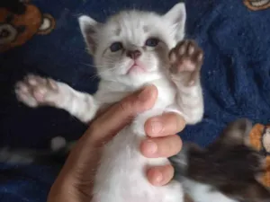 Gato raça Vira lata  idade Abaixo de 2 meses nome Não possuem nomes 