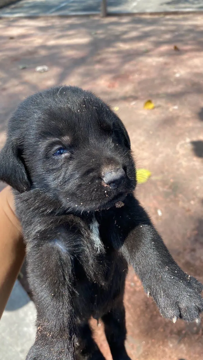 Cachorro ra a Labrador  idade Abaixo de 2 meses nome Dandara