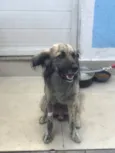 Lupi