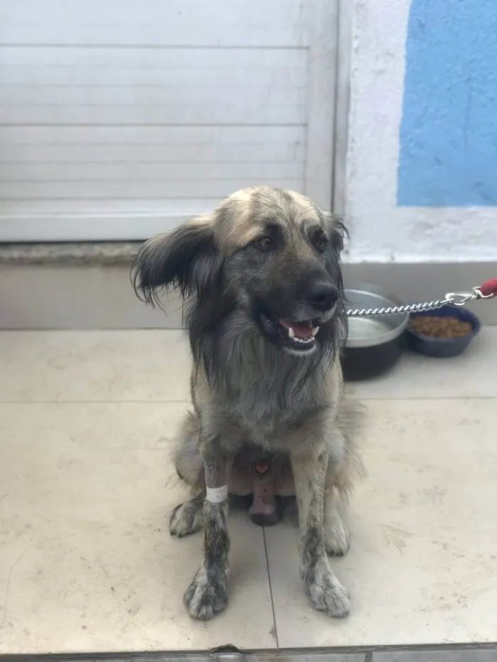 Cachorro ra a SRD-ViraLata idade 2 anos nome Lupi