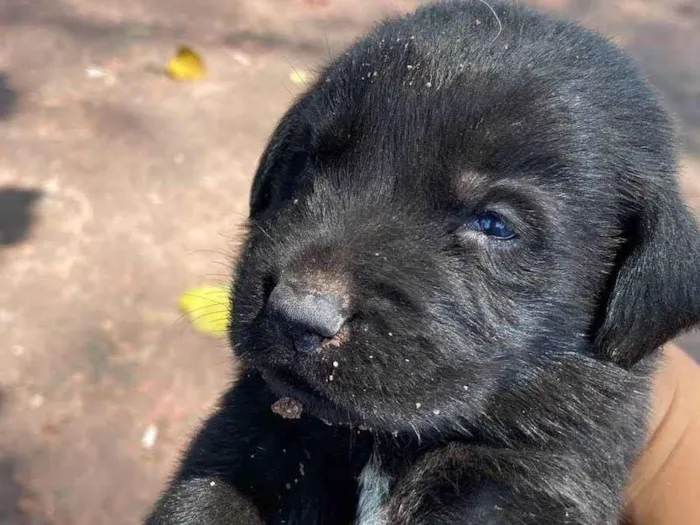 Cachorro ra a Labrador  idade Abaixo de 2 meses nome Dandara