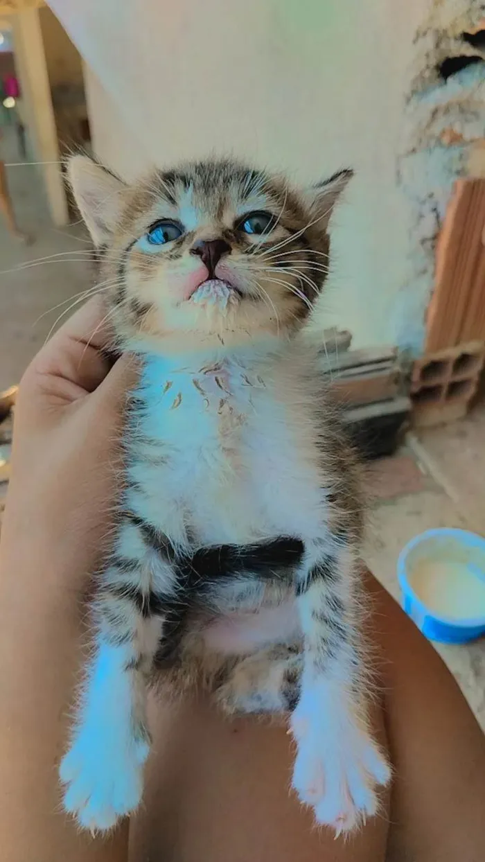 Gato ra a Mista  idade 2 a 6 meses nome Não tem nome 